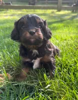 Asia, a female Cavapoo for sale in New Vienna, OH – 3 of 4