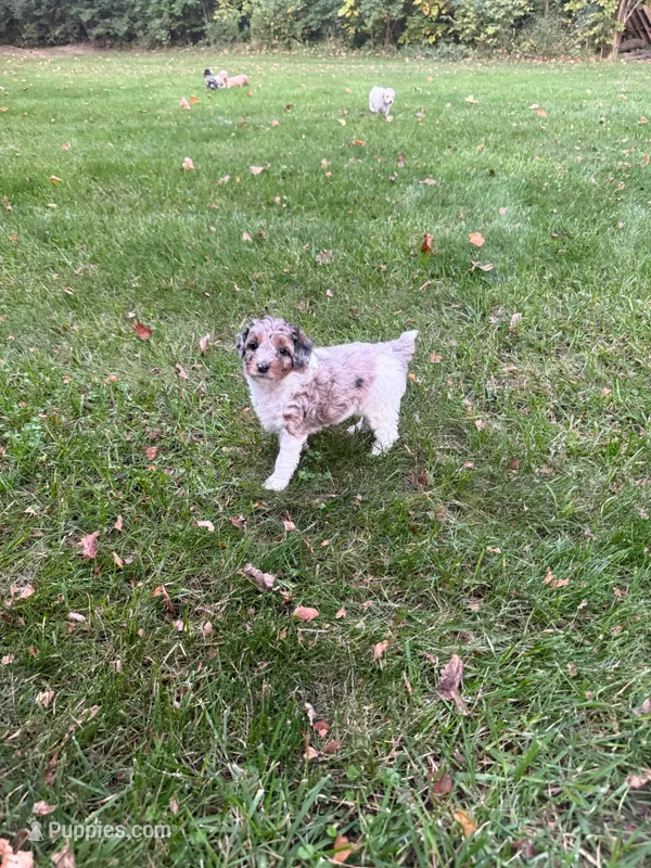 Luna – Poodle - Miniature  puppy for sale in New Vienna, OH