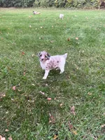Luna, a female Poodle - Miniature  for sale in New Vienna, OH – 1 of 5