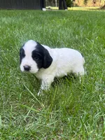 Ruger, a male English Cocker Spaniel for sale in New Vienna, OH – 6 of 6
