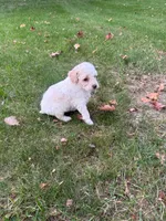 Kobe, a male Poodle - Miniature  for sale in New Vienna, OH – 3 of 6