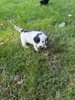 Jude, a male Miniature Goldendoodle for sale in New Vienna, OH – 6 of 8