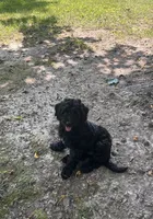 Jade, a female Miniature Goldendoodle for sale in New Vienna, OH – 2 of 5