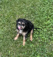 Ace, a male Cavapoo for sale in New Vienna, OH – 4 of 7