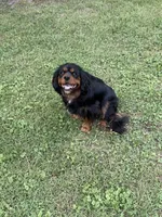 Bear, a male Cavalier King Charles Spaniel for sale in New Vienna, OH – 5 of 5