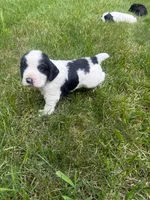 Rambo, a male English Cocker Spaniel for sale in New Vienna, OH – 7 of 9