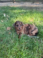 June, a female Miniature Goldendoodle for sale in New Vienna, OH – 5 of 10