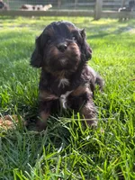 Asia, a female Cavapoo for sale in New Vienna, OH – 4 of 4