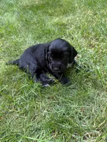 Athena, a female English Cocker Spaniel for sale in New Vienna, OH – 6 of 6