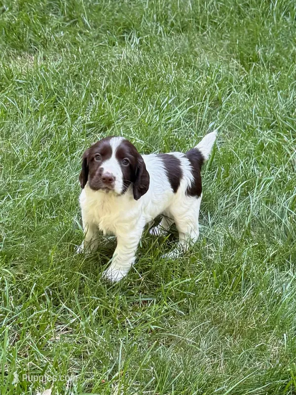 Zeus – English Cocker Spaniel puppy for sale in New Vienna, OH