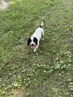 Ruger, a male English Cocker Spaniel for sale in New Vienna, OH – 4 of 5