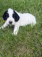 Ruger, a male English Cocker Spaniel for sale in New Vienna, OH – 2 of 6