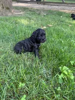 Jade, a female Miniature Goldendoodle for sale in New Vienna, OH – 4 of 7