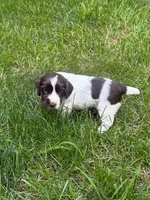 Zeus, a male English Cocker Spaniel for sale in New Vienna, OH – 4 of 9