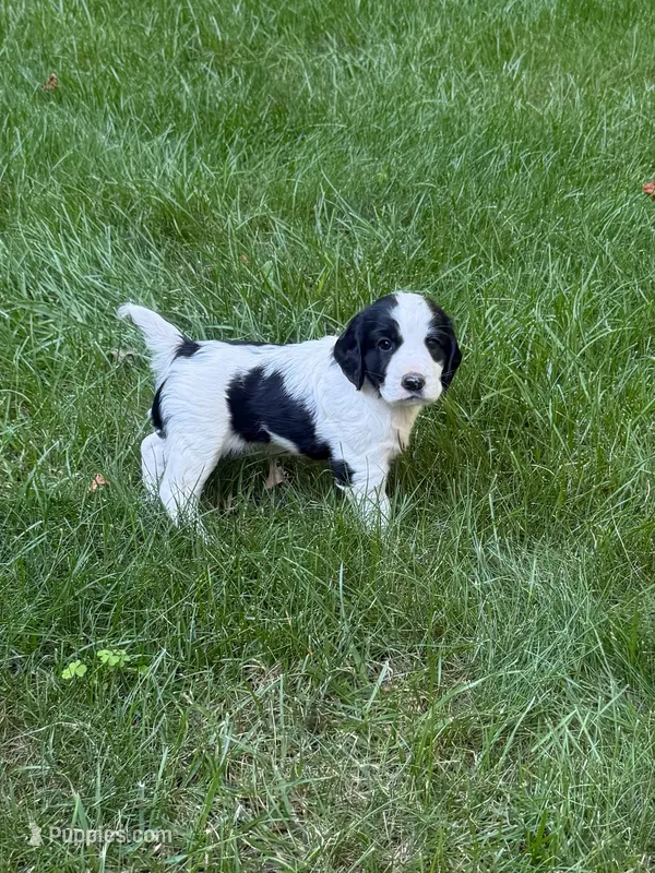 Rambo – English Cocker Spaniel puppy for sale in New Vienna, OH