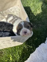 Apollo, a male Cavapoo for sale in New Vienna, OH – 3 of 4