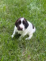 Zeus, a male English Cocker Spaniel for sale in New Vienna, OH – 7 of 9
