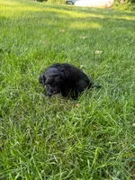 Jasper, a male Miniature Goldendoodle for sale in New Vienna, OH – 7 of 8