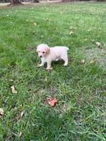 Lulu, a female Poodle - Miniature  for sale in New Vienna, OH – 2 of 4