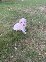 Kobe, a male Poodle - Miniature  for sale in New Vienna, OH – 5 of 6