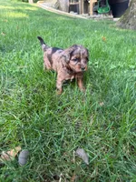June, a female Miniature Goldendoodle for sale in New Vienna, OH – 3 of 10