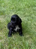 Athena, a female English Cocker Spaniel for sale in New Vienna, OH – 3 of 6