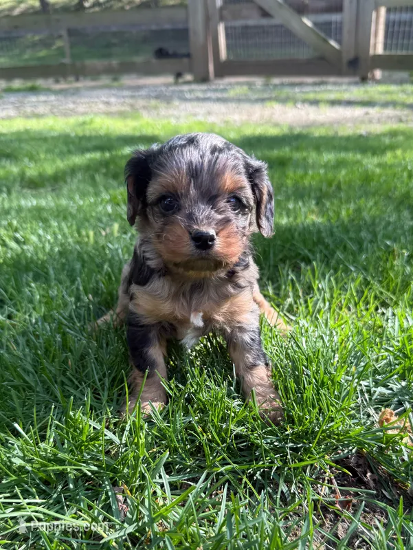 Alexi – Cavapoo puppy for sale in New Vienna, OH