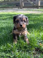 Alexi, a female Cavapoo for sale in New Vienna, OH – 3 of 3