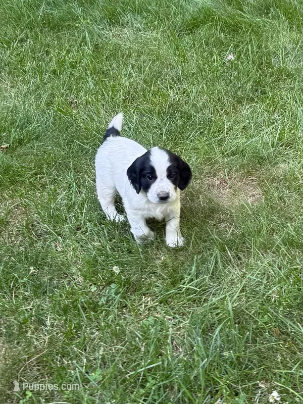 Ruger – English Cocker Spaniel puppy for sale in New Vienna, OH