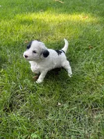 Jude, a male Miniature Goldendoodle for sale in New Vienna, OH – 4 of 8