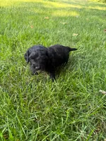 Jasper, a male Miniature Goldendoodle for sale in New Vienna, OH – 3 of 8