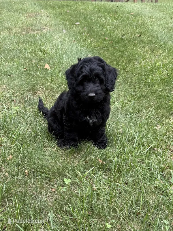 Jade – Miniature Goldendoodle puppy for sale in New Vienna, OH