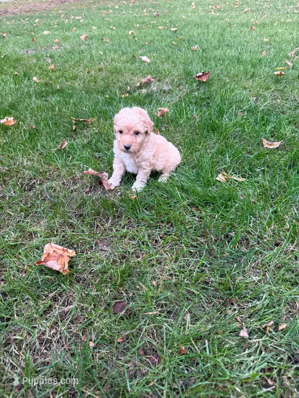 Jax – Poodle - Miniature  puppy for sale in New Vienna, OH