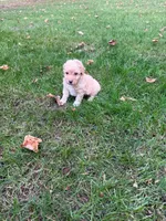 Jax, a male Poodle - Miniature  for sale in New Vienna, OH – 1 of 5