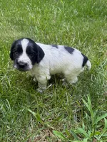 Jett, a male English Cocker Spaniel for sale in New Vienna, OH – 2 of 8