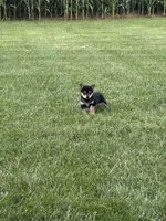 Pepper, a male Shiba Inu for sale in New Vienna, OH – 2 of 4