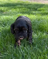 Avalon, a female Cavapoo for sale in New Vienna, OH – 2 of 5
