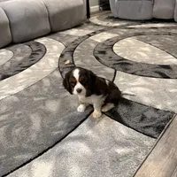 Milo, a male Cavalier King Charles Spaniel for sale in New Vienna, OH – Photo 7 of 9