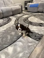 Milo, a male Cavalier King Charles Spaniel for sale in New Vienna, OH – Photo 4 of 8