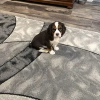 Milo, a male Cavalier King Charles Spaniel for sale in New Vienna, OH – Photo 6 of 9