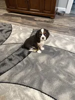 Milo, a male Cavalier King Charles Spaniel for sale in New Vienna, OH – Photo 1 of 8