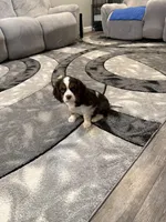 Milo, a male Cavalier King Charles Spaniel for sale in New Vienna, OH – Photo 3 of 8