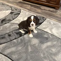 Milo, a male Cavalier King Charles Spaniel for sale in New Vienna, OH – Photo 9 of 9