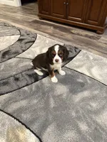 Milo, a male Cavalier King Charles Spaniel for sale in New Vienna, OH – Photo 7 of 8