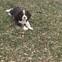 Milo, a male Cavalier King Charles Spaniel for sale in New Vienna, OH – Photo 5 of 9