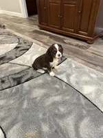 Milo, a male Cavalier King Charles Spaniel for sale in New Vienna, OH – Photo 8 of 8