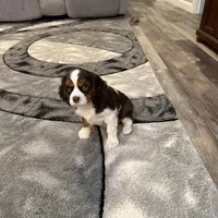 Milo, a male Cavalier King Charles Spaniel for sale in New Vienna, OH – Photo 8 of 9