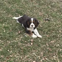 Milo, a male Cavalier King Charles Spaniel for sale in New Vienna, OH – Photo 3 of 9