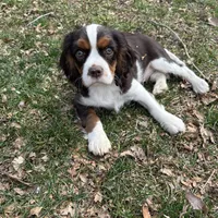 Milo, a male Cavalier King Charles Spaniel for sale in New Vienna, OH – Photo 4 of 9