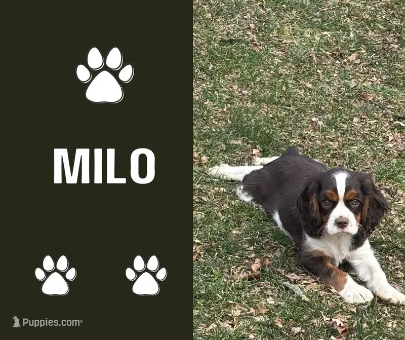 Milo
